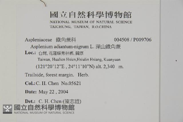 深山鐵角蕨藏品圖，第2張