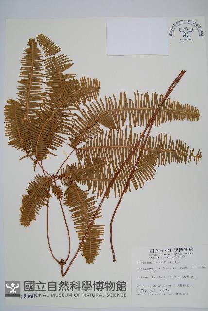 芒萁藏品圖，第1張