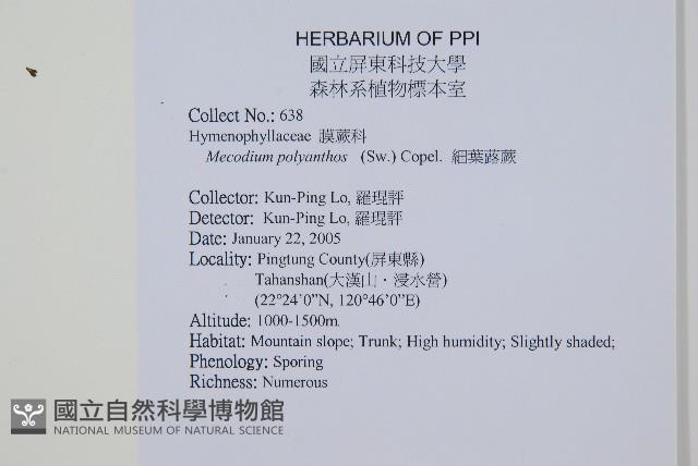 細葉蕗蕨藏品圖，第2張