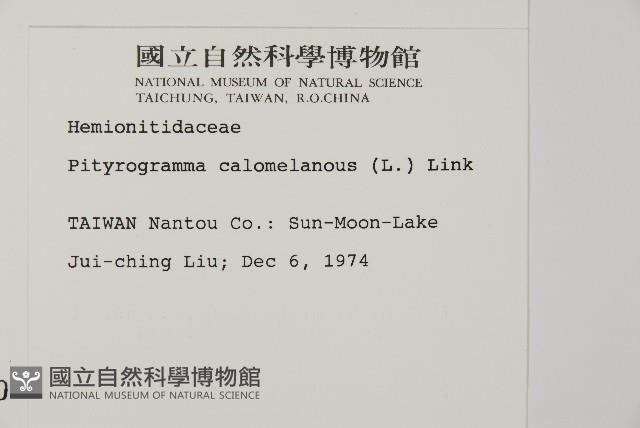 粉葉蕨藏品圖，第2張