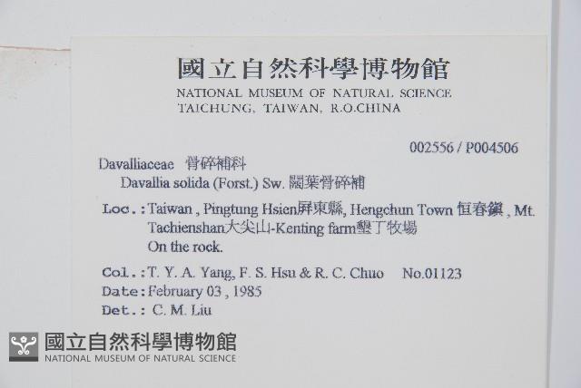 闊葉骨碎補藏品圖，第2張