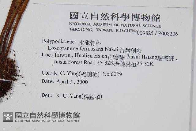 台灣劍蕨藏品圖，第2張