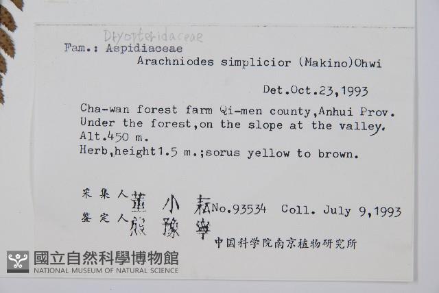 長尾複葉耳蕨藏品圖，第2張