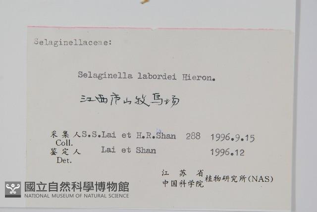 玉山卷柏藏品圖，第2張