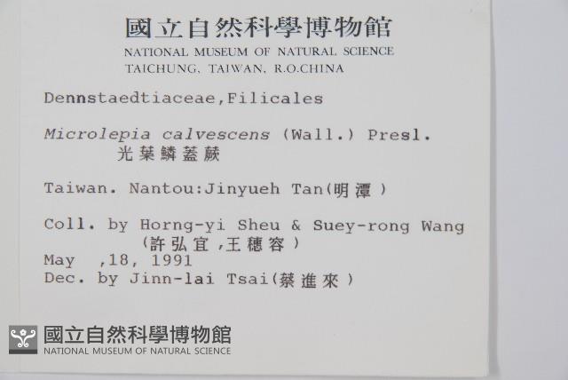 光葉鱗蓋蕨藏品圖，第2張