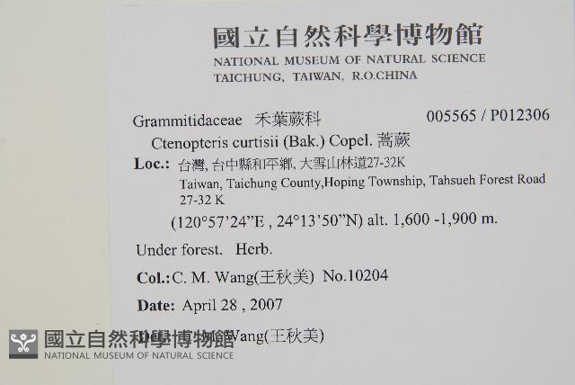 蒿蕨藏品圖，第2張