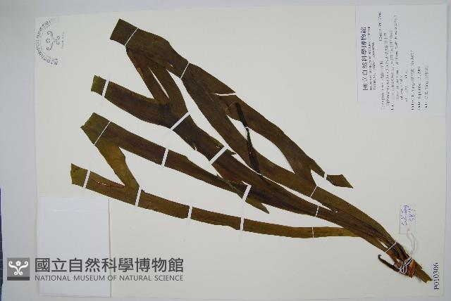 帶狀瓶爾小草藏品圖，第1張
