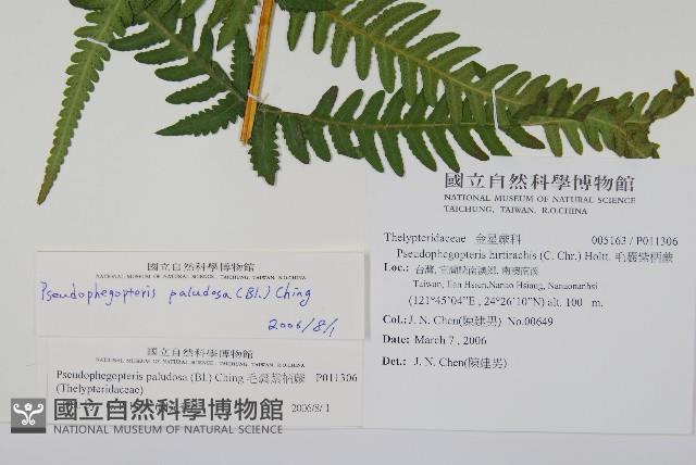 光囊紫柄蕨藏品圖，第2張