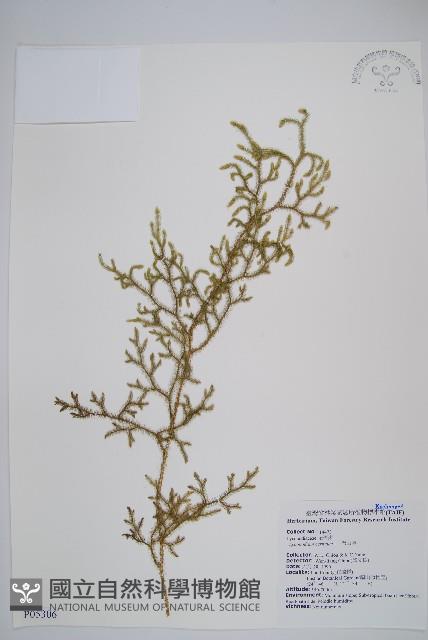 過山龍藏品圖，第1張