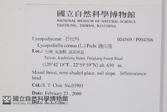 過山龍藏品圖，第2張