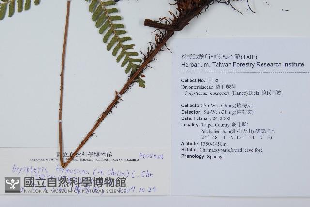 臺灣鱗毛蕨藏品圖，第2張