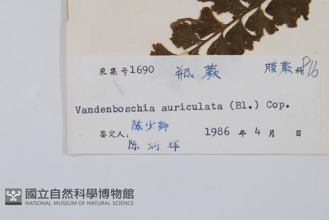 瓶蕨藏品圖，第2張