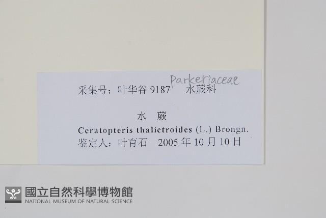 水蕨藏品圖，第2張