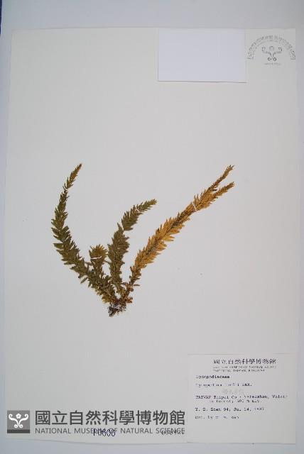 福氏石松藏品圖，第1張