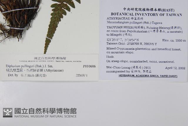 樸氏雙蓋蕨、毛柄蹄蓋蕨藏品圖，第2張