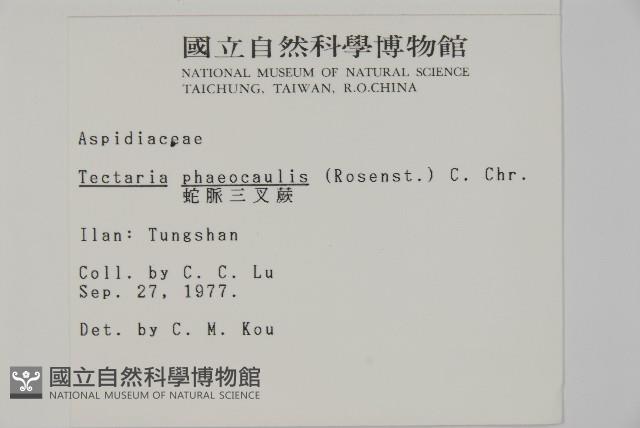 蛇脈三叉蕨藏品圖，第2張