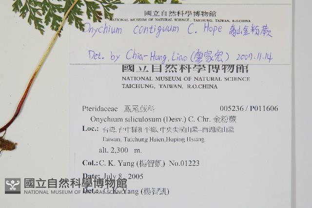 高山金粉蕨藏品圖，第2張