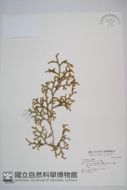 過山龍藏品圖，第1張