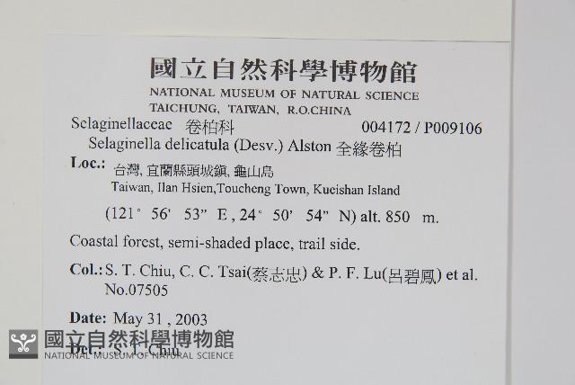 全緣卷柏藏品圖，第2張