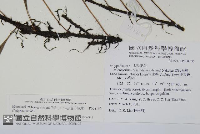 波氏星蕨藏品圖，第2張