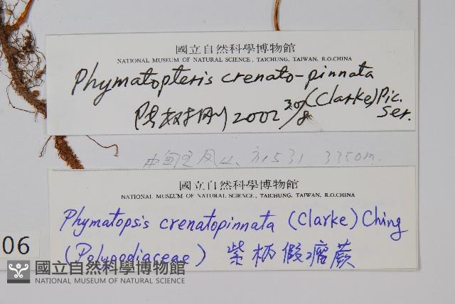 紫柄假瘤蕨藏品圖，第2張