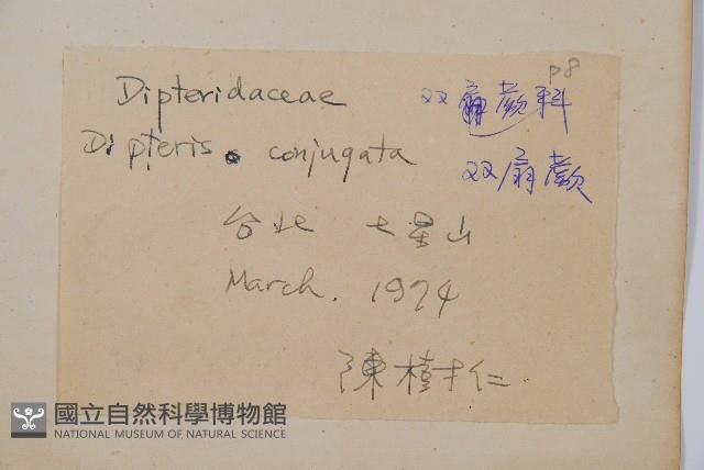 雙扇蕨藏品圖，第2張