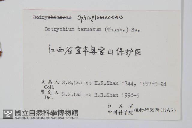大陰地蕨、大羽陰地蕨藏品圖，第2張