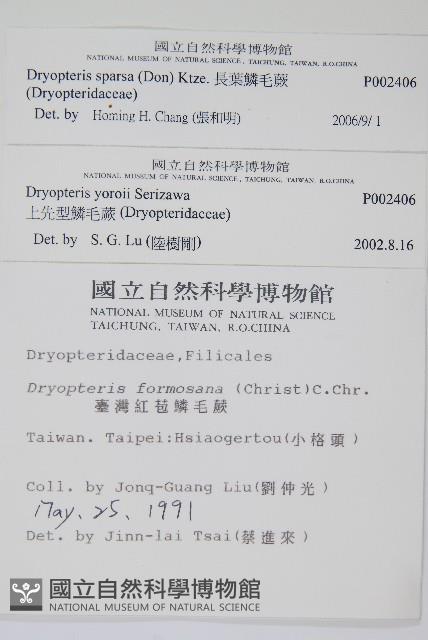 長葉鱗毛蕨藏品圖，第2張