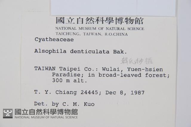 韓氏黑桫欏藏品圖，第2張