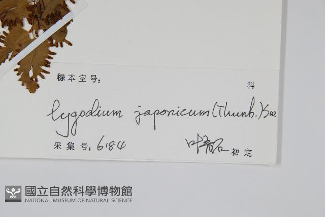 海金沙藏品圖，第2張