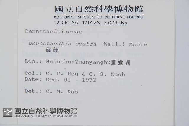碗蕨藏品圖，第2張