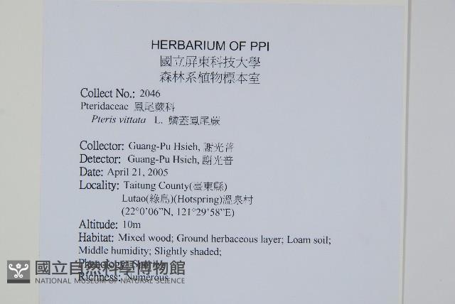 鱗蓋鳳尾蕨藏品圖，第2張