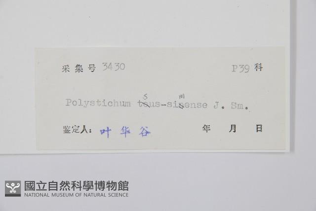 馬祖耳蕨藏品圖，第2張