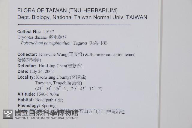 尖葉耳蕨藏品圖，第2張