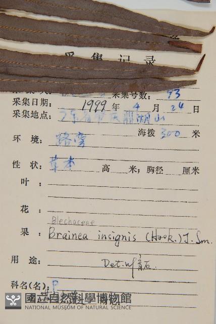 蘇鐵蕨藏品圖，第2張