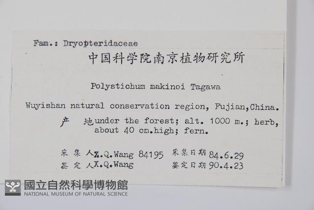 黑鱗耳蕨藏品圖，第2張