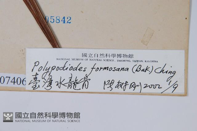 臺灣水龍骨藏品圖，第2張