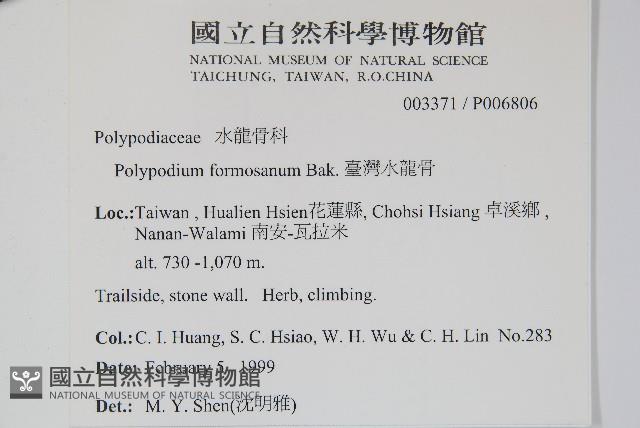 臺灣水龍骨藏品圖，第2張