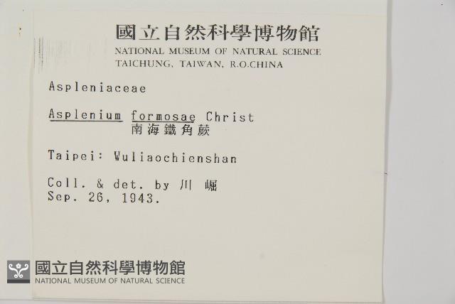 南海鐵角蕨藏品圖，第2張