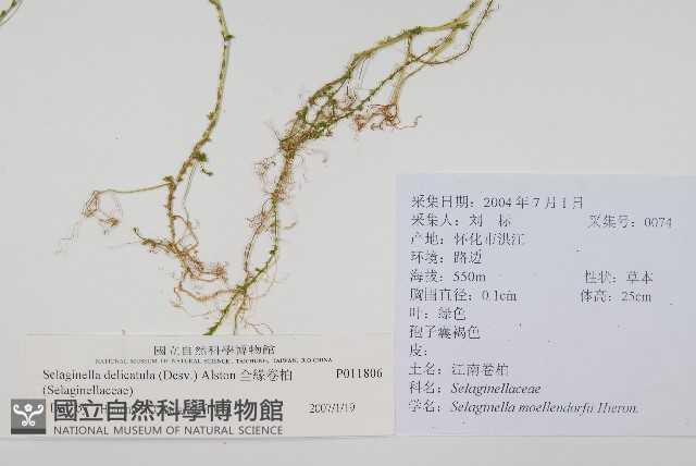 全緣卷柏藏品圖，第2張