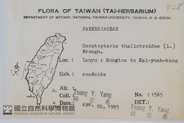 水蕨藏品圖，第2張