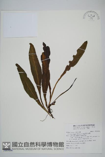 萊氏線蕨藏品圖，第1張