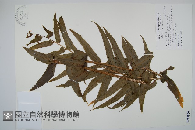 長葉腎蕨藏品圖，第1張