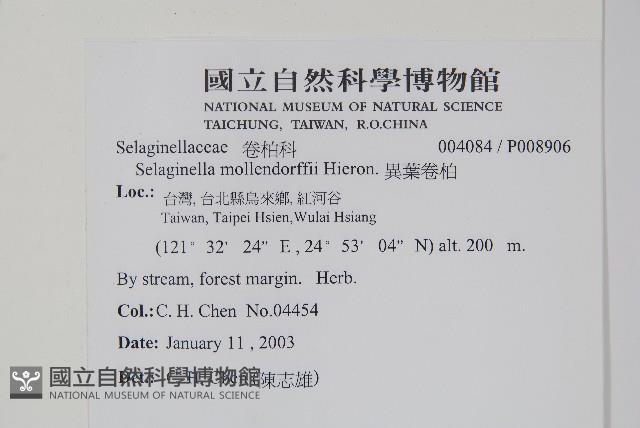 異葉卷柏藏品圖，第2張