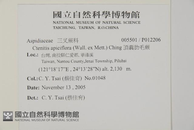 頂囊肋毛蕨藏品圖，第2張