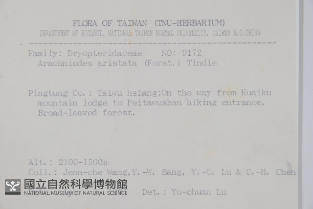 斜方複葉耳蕨藏品圖，第2張