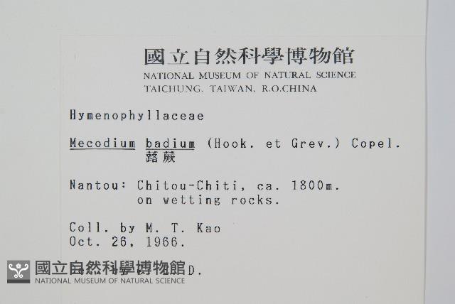 蕗蕨藏品圖，第2張