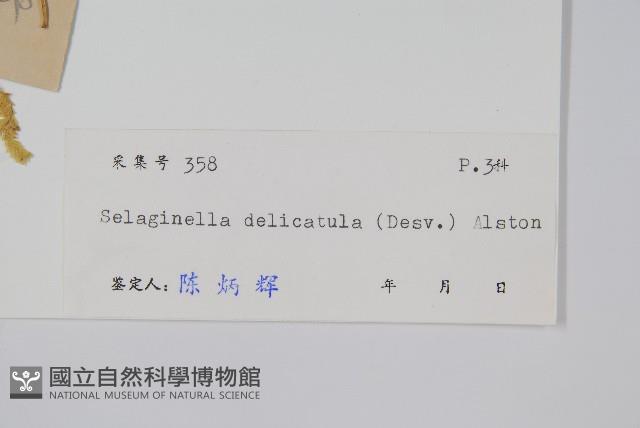 全緣卷柏藏品圖，第2張