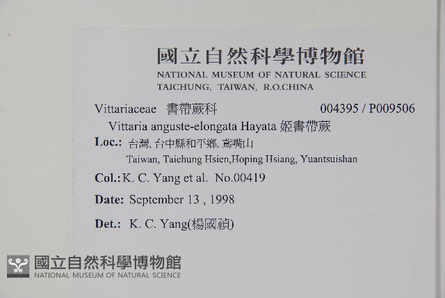 姬書帶蕨藏品圖，第2張