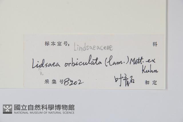 圓葉陵齒蕨藏品圖，第2張